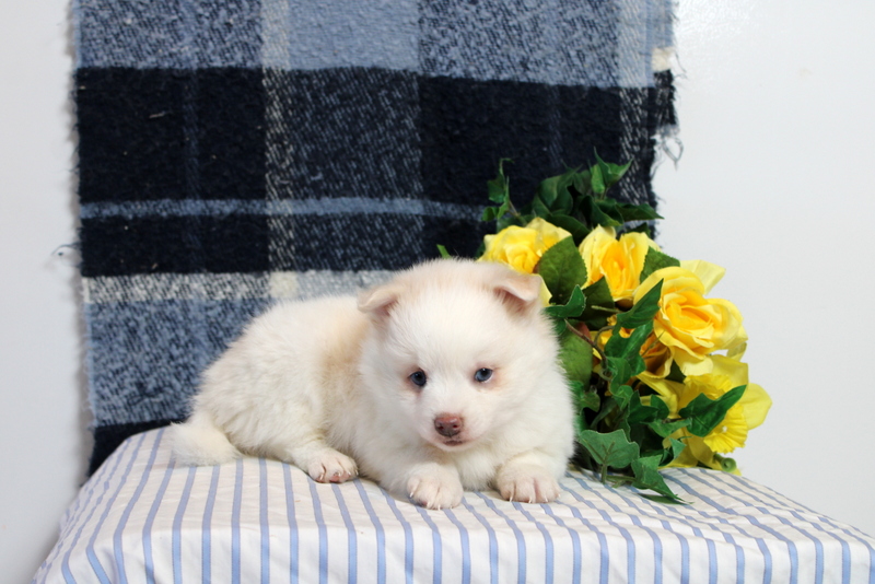 puppy, for, sale, Pomsky, Matthew B. Stoltzfus, dog, breeder, Gap, PA, dog-breeder, puppy-for-sale, forsale, nearby, find, puppyfind, locator, puppylocator, aca